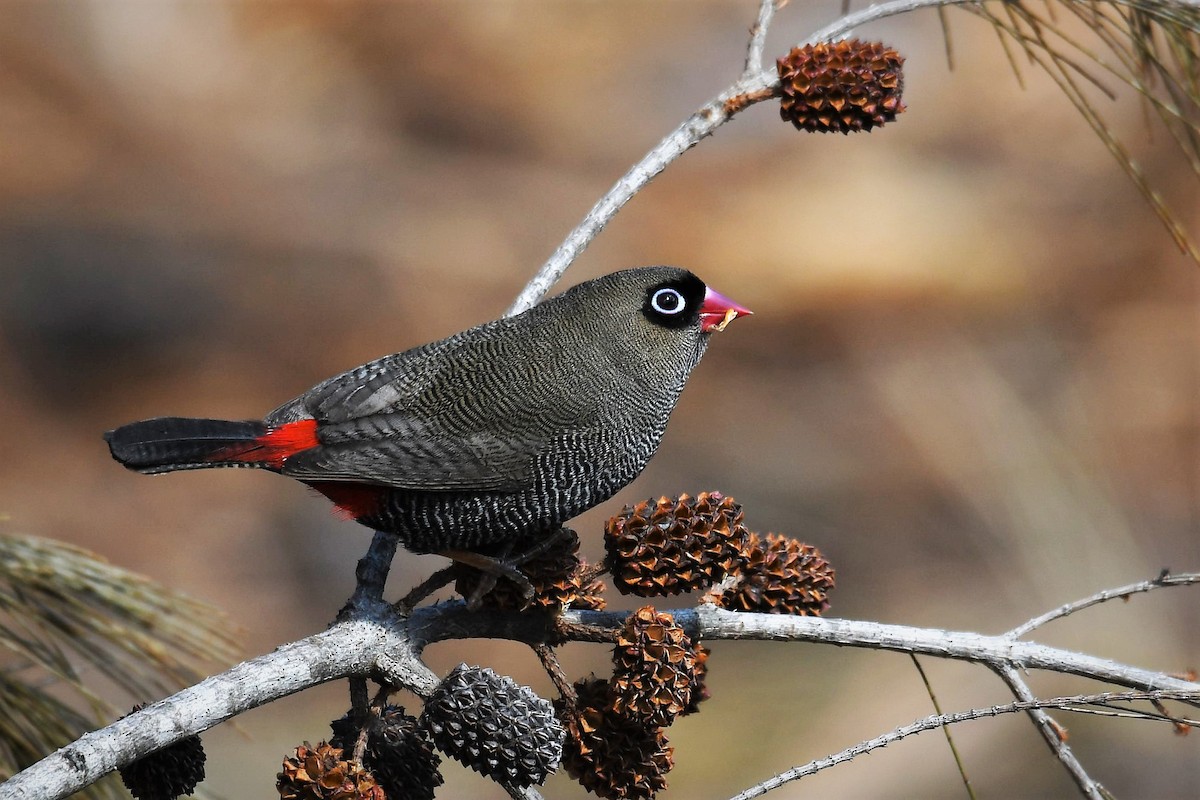 Beautiful Firetail - ML255837371