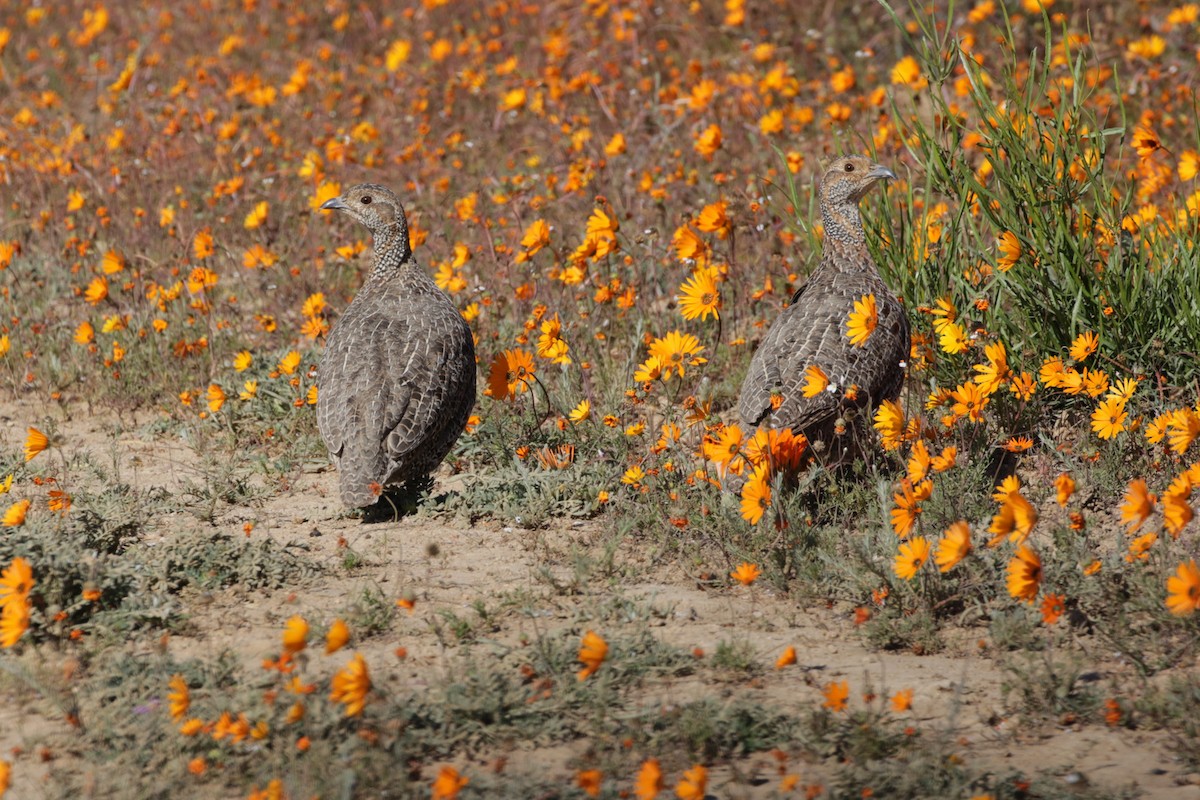 Francolin à ailes grises - ML255839641