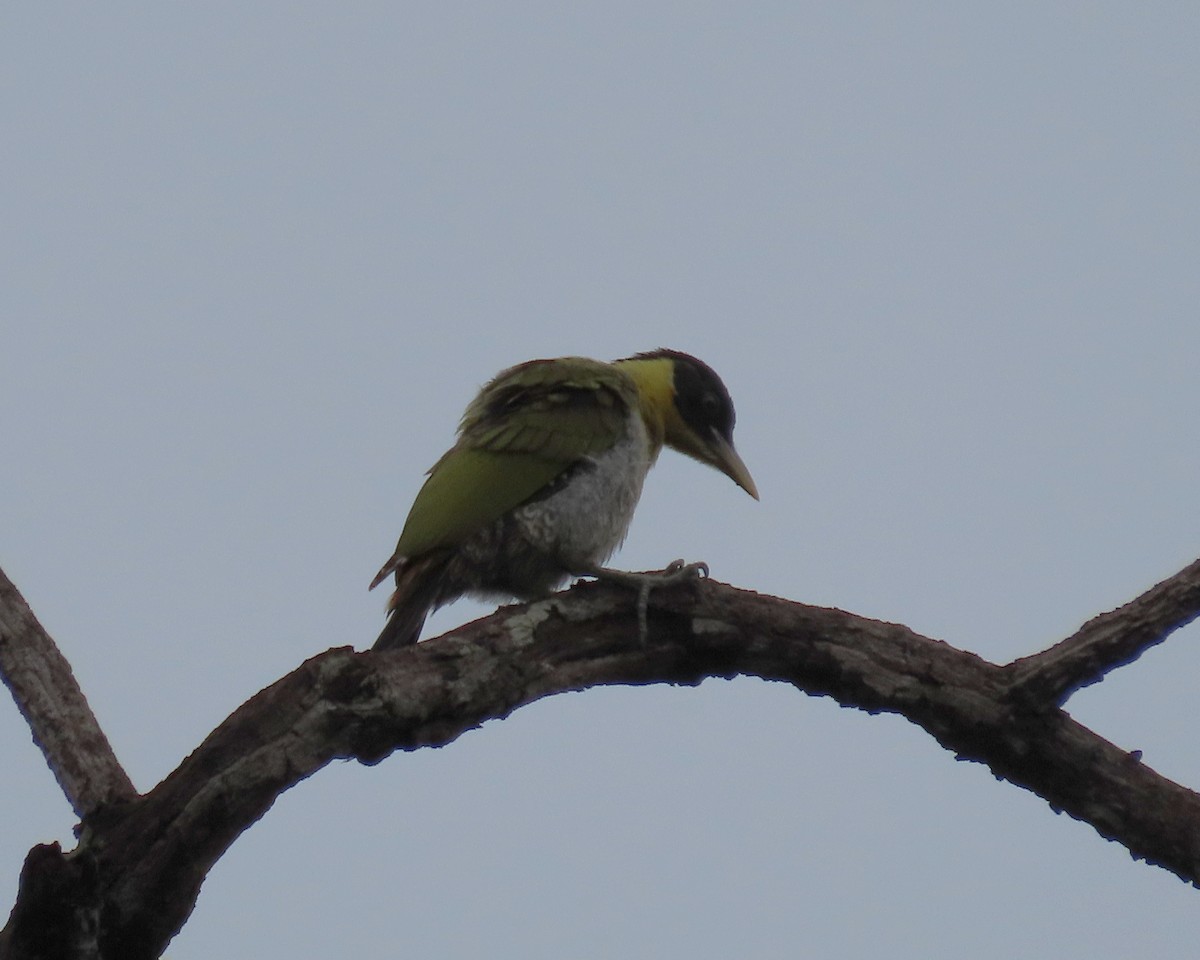 Black-headed Woodpecker - ML255839841