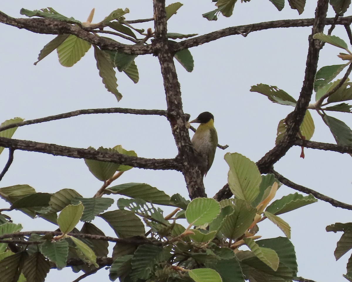 Black-headed Woodpecker - ML255839861