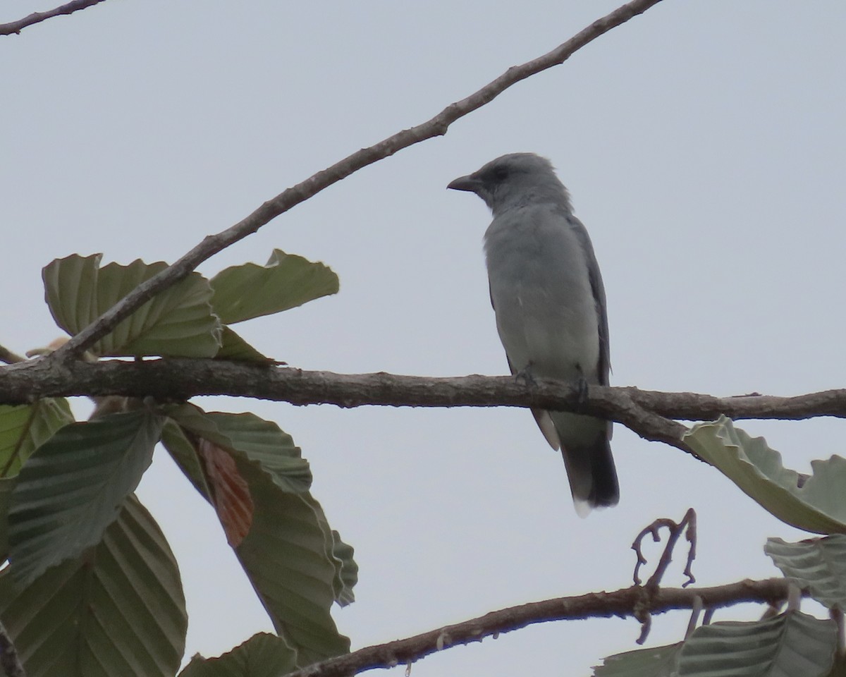 Oriental Cuckooshrike - ML255840101