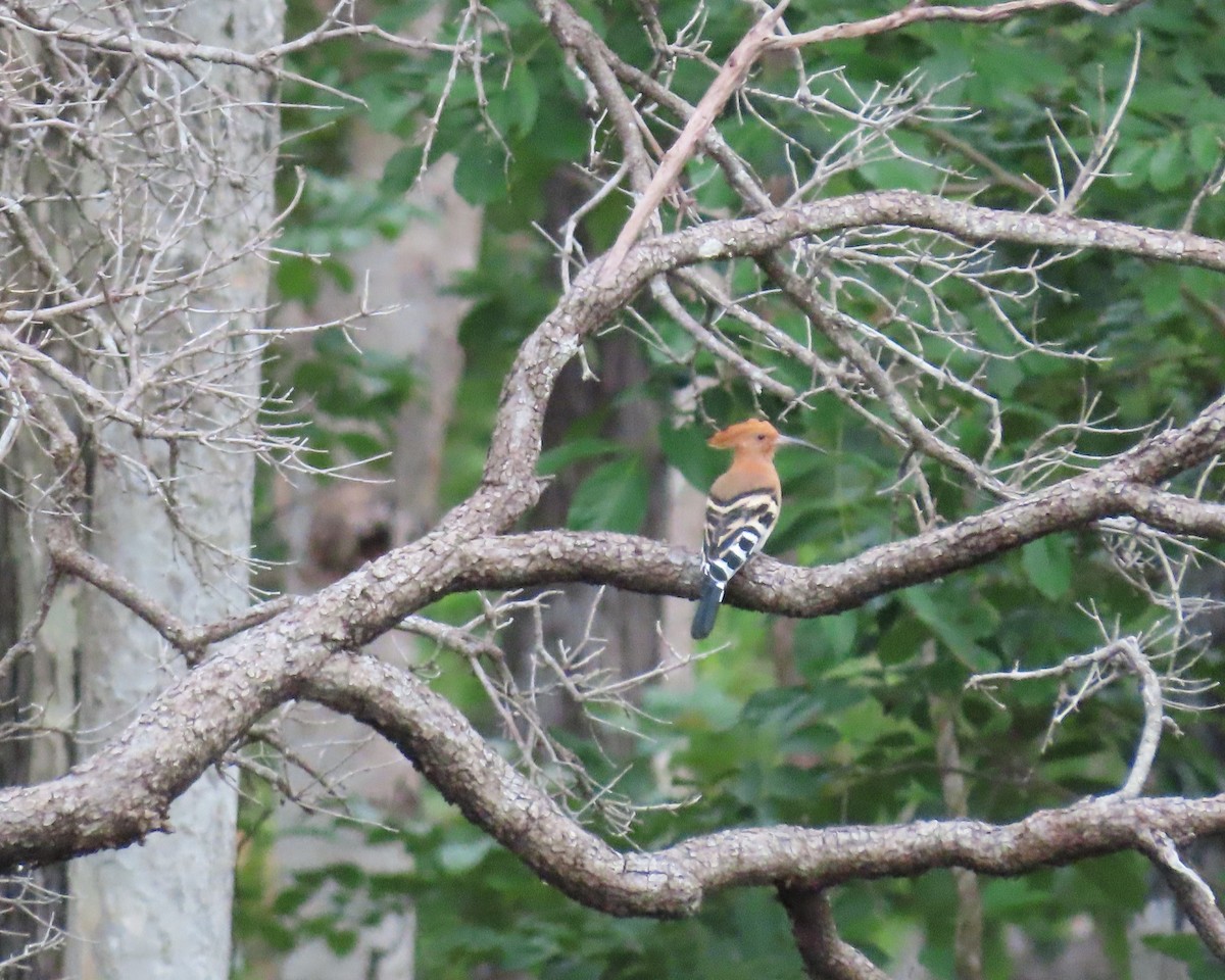 Eurasian Hoopoe - ML255840381
