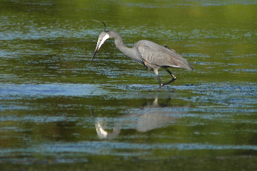 volavka přímořská (ssp. gularis) - ML25584071