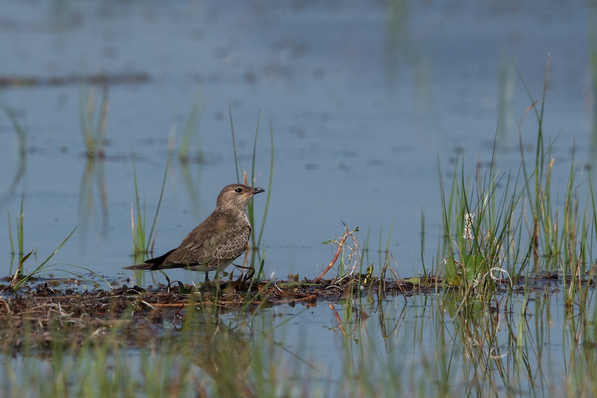 Oriental Pratincole - (Ai)Tao Liu