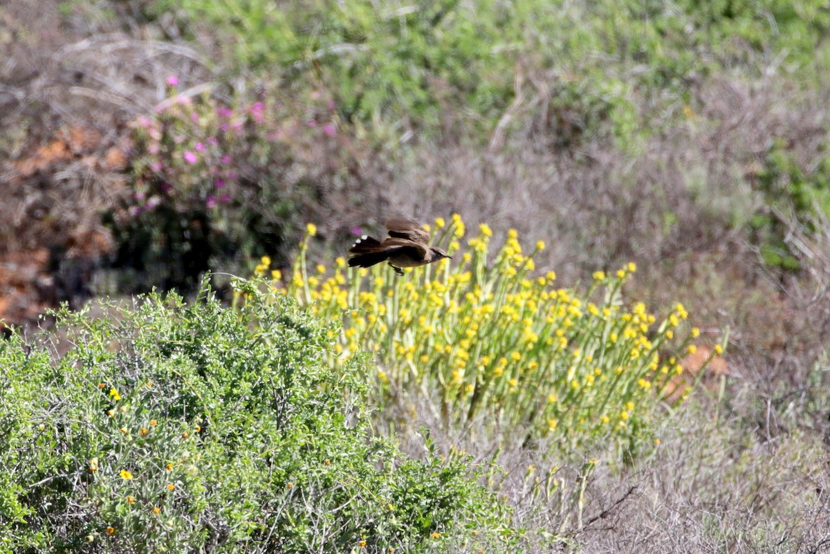 Karoo Scrub-Robin - ML255841261