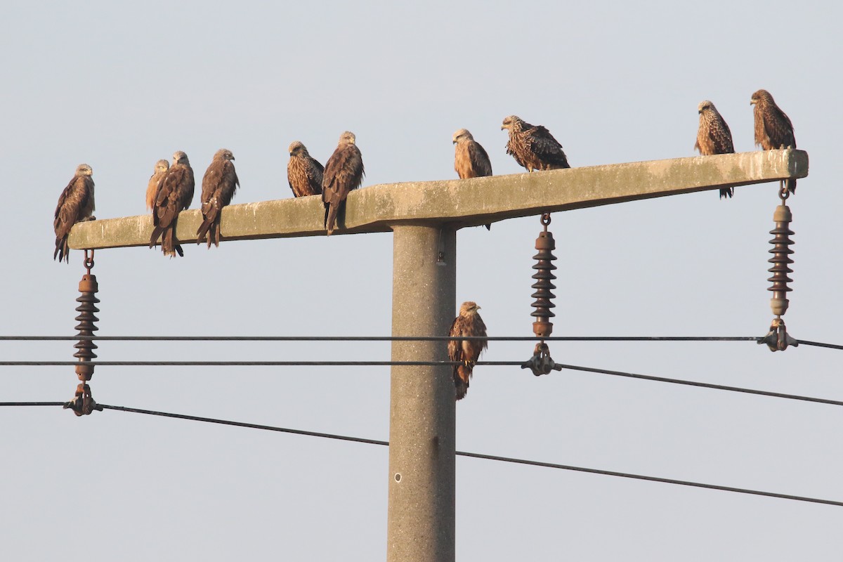 Black Kite - Ingo Rösler