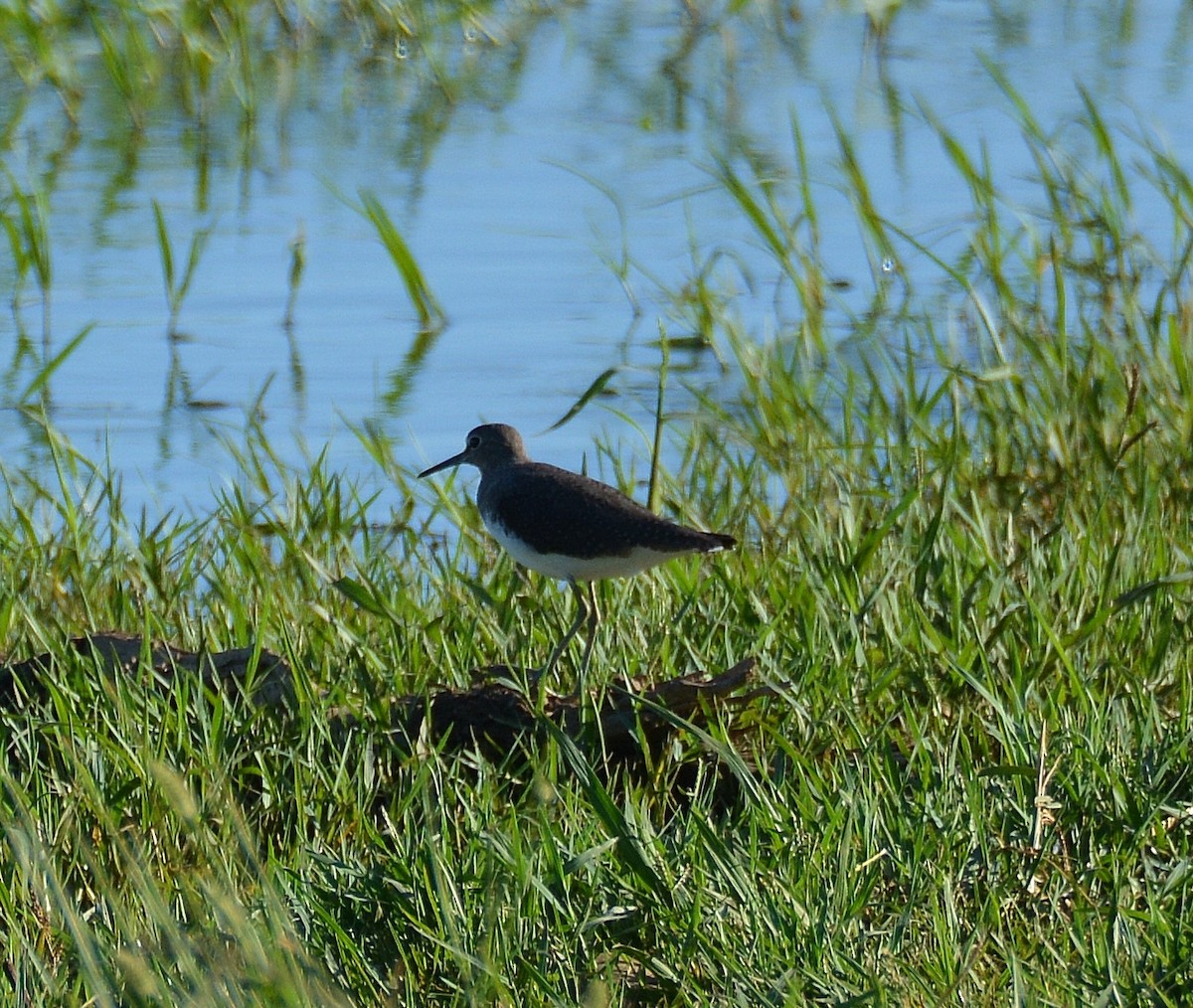 Green Sandpiper - ML255842681