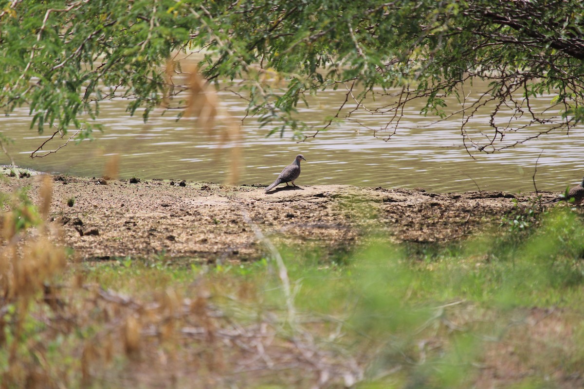 Spotted Dove - ML255843241