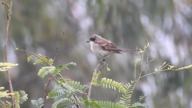 Bay-backed Shrike - ML255844121