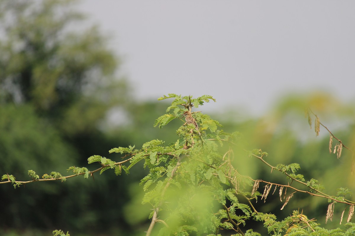 Zitting Cisticola - ML255844501