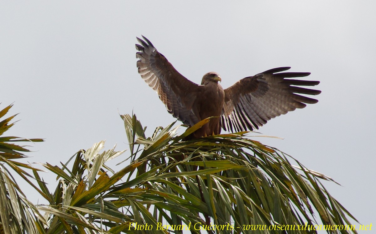 Black Kite (Yellow-billed) - Bernard Guevorts