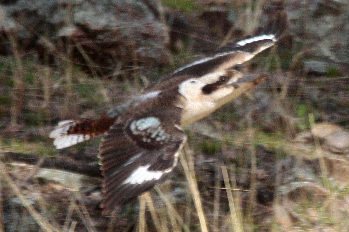 Laughing Kookaburra - Steve Decker