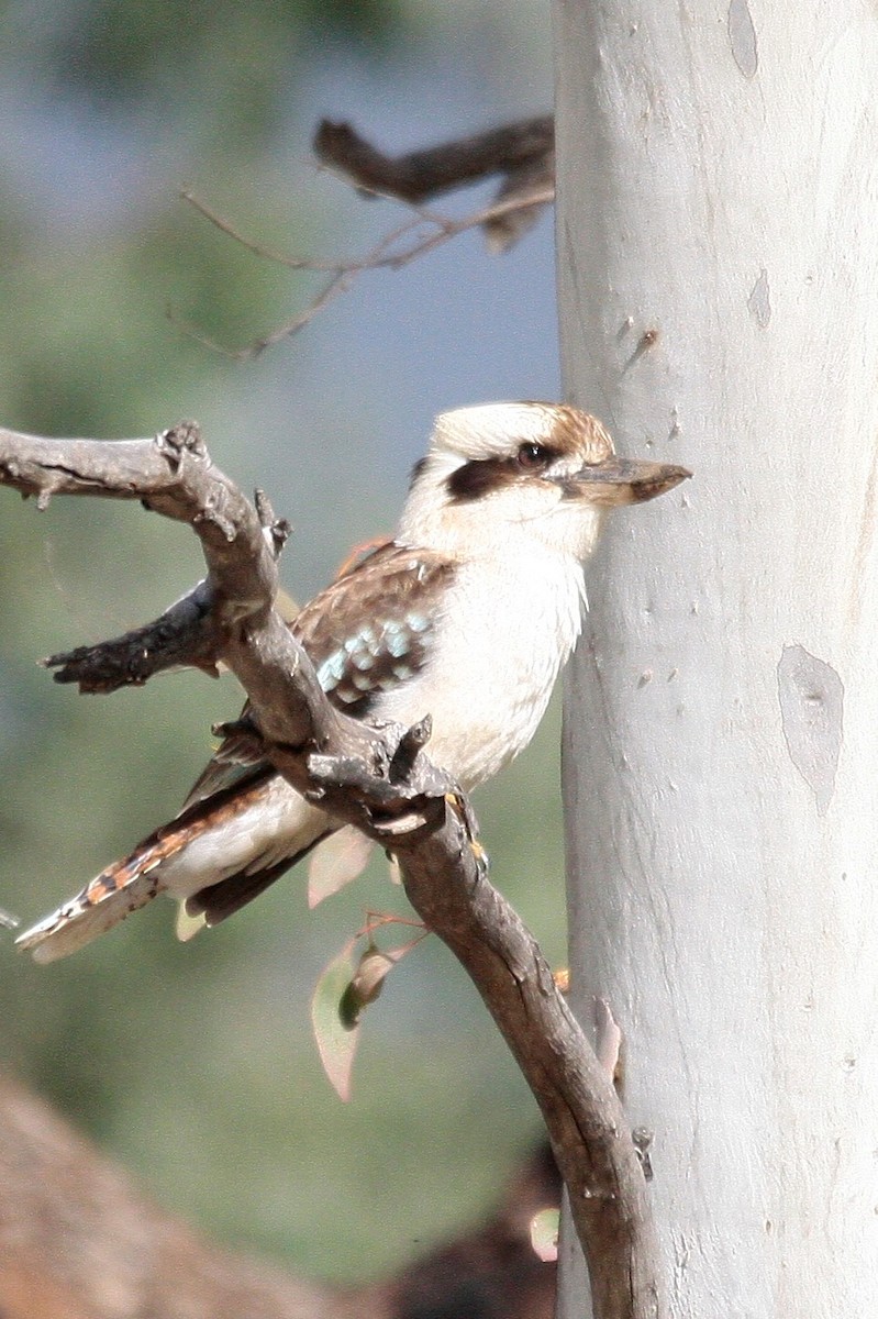 Laughing Kookaburra - Steve Decker