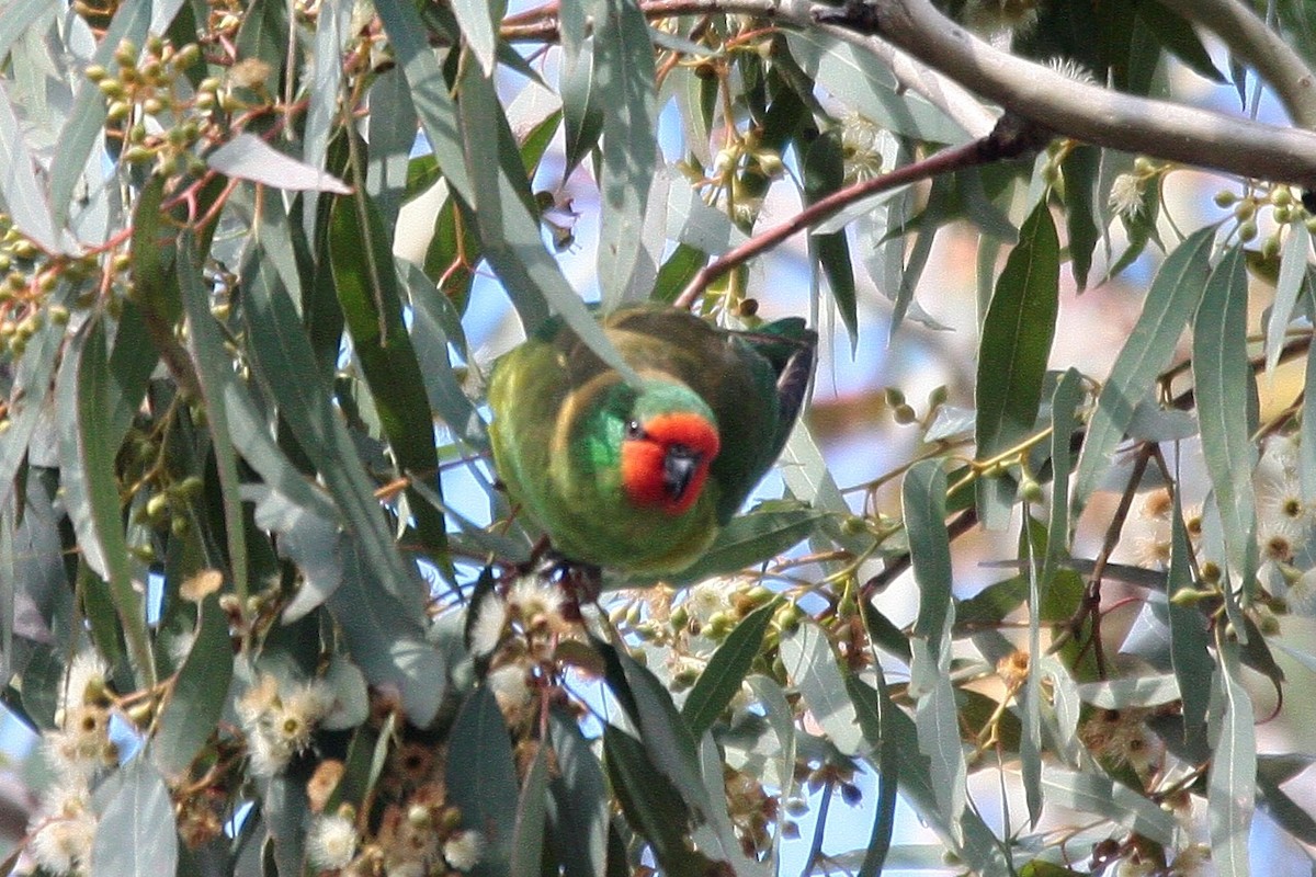 Little Lorikeet - Steve Decker