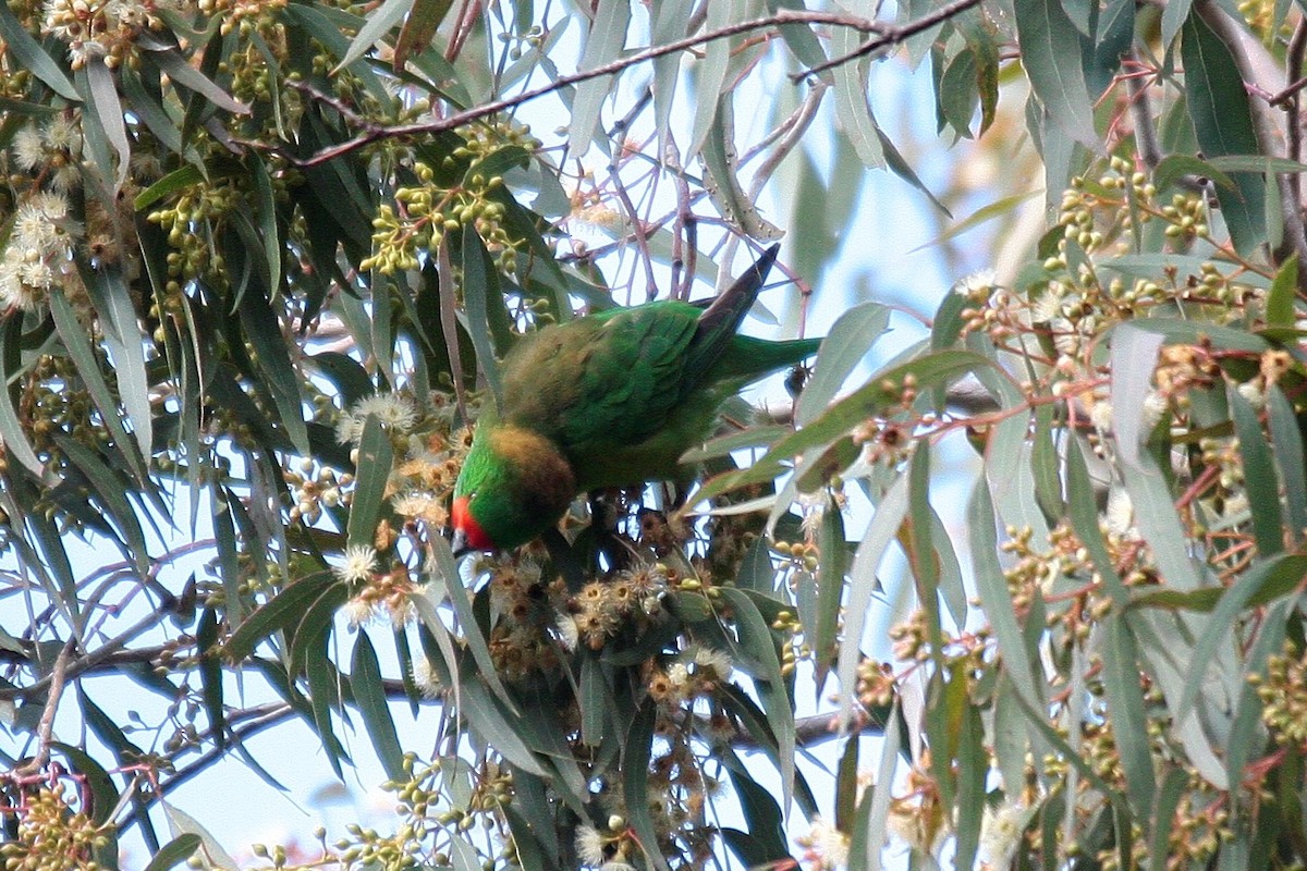 Little Lorikeet - Steve Decker