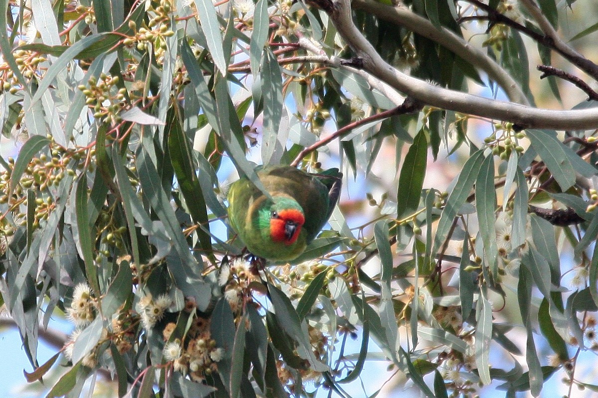 Little Lorikeet - Steve Decker