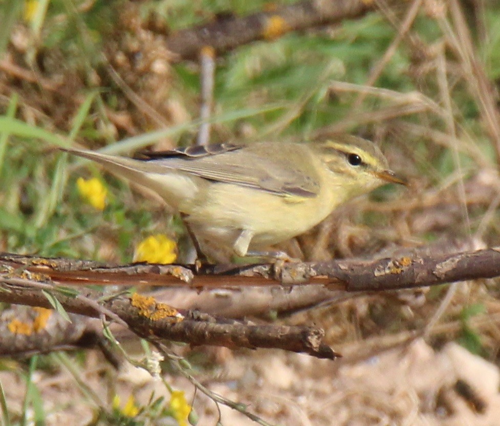 Willow Warbler - ML255846551