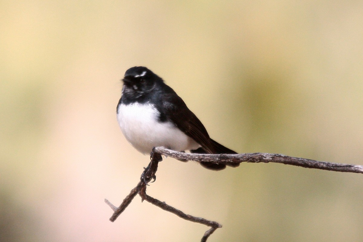 Willie-wagtail - Steve Decker