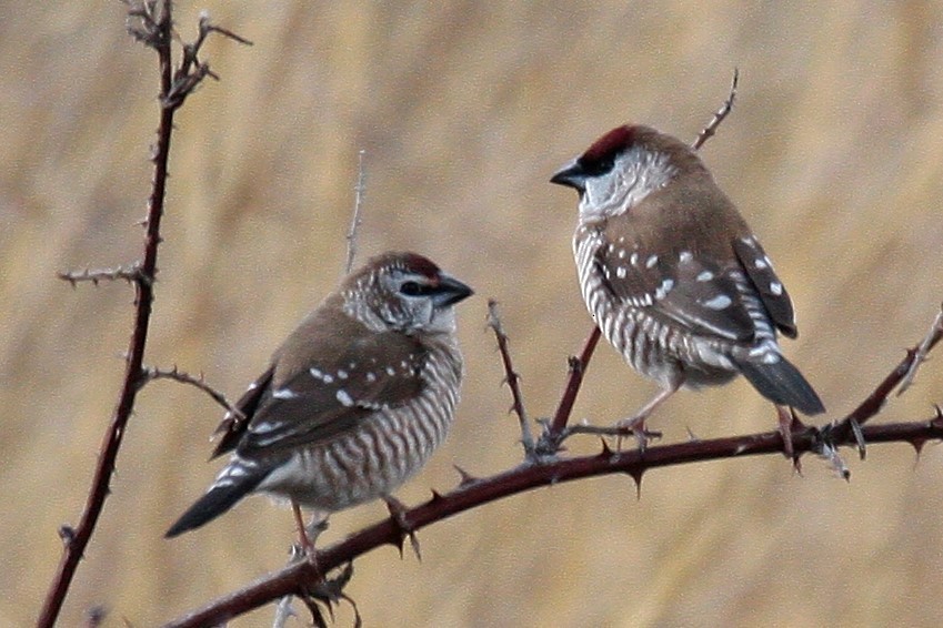 Plum-headed Finch - Steve Decker