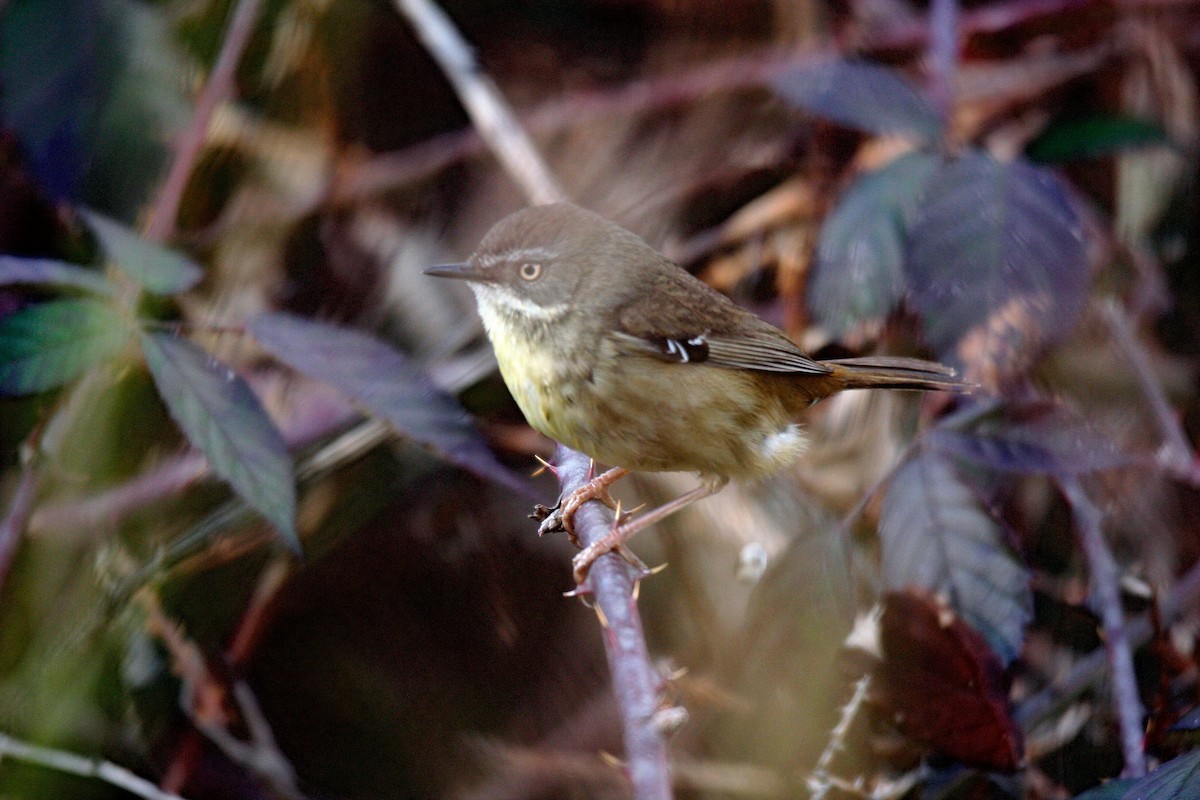 White-browed Scrubwren - Steve Decker