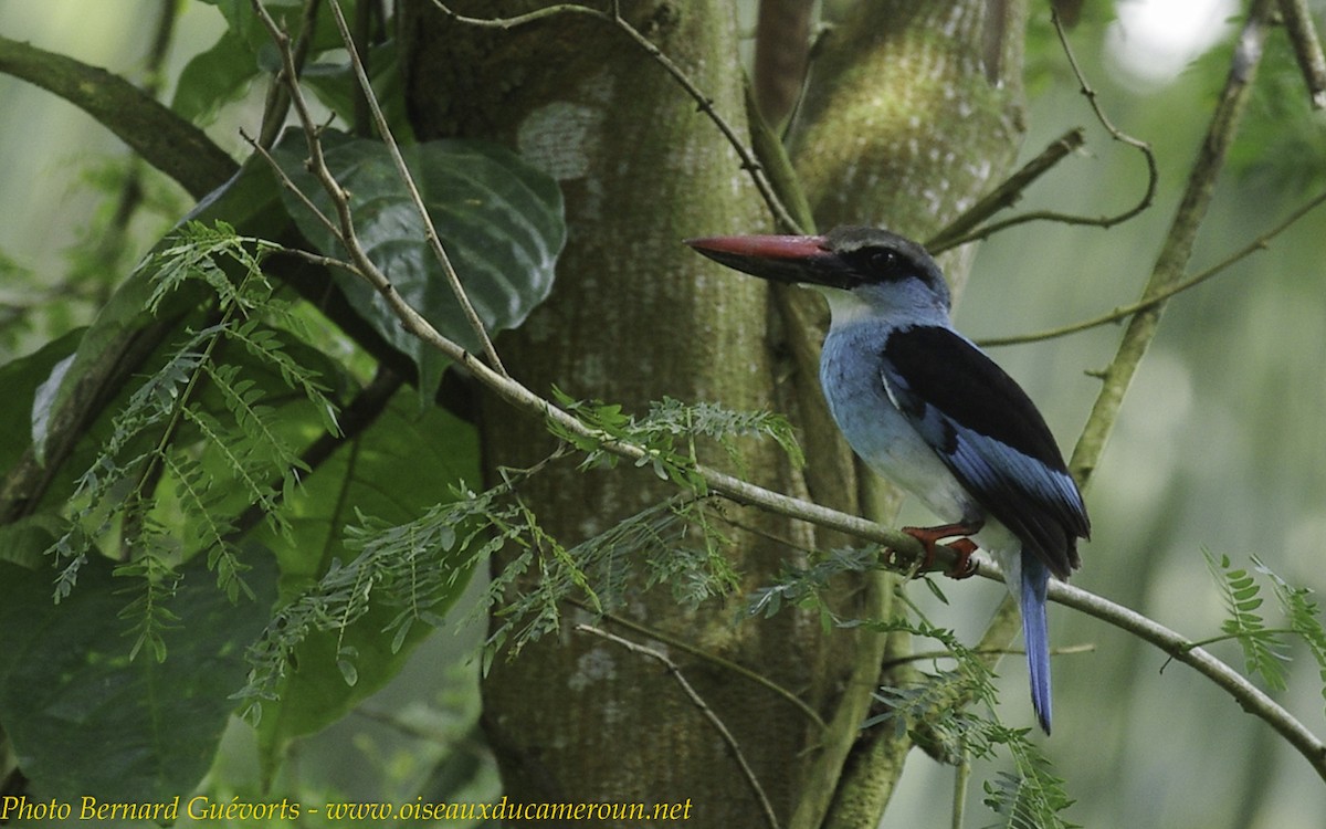 Blue-breasted Kingfisher - Bernard Guevorts