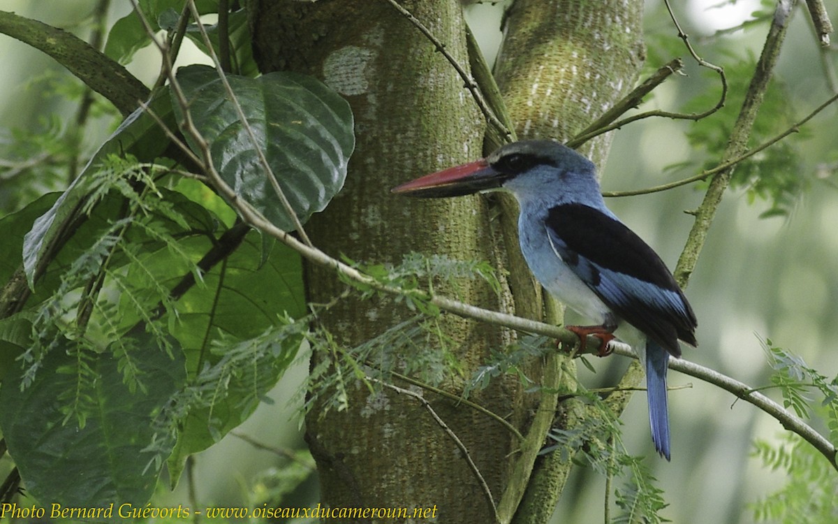 Blue-breasted Kingfisher - Bernard Guevorts