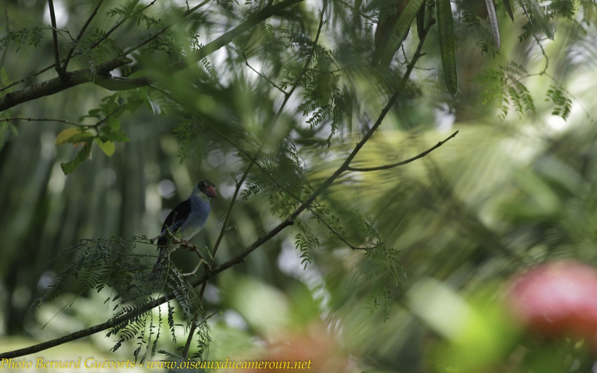 Blue-breasted Kingfisher - ML255846991