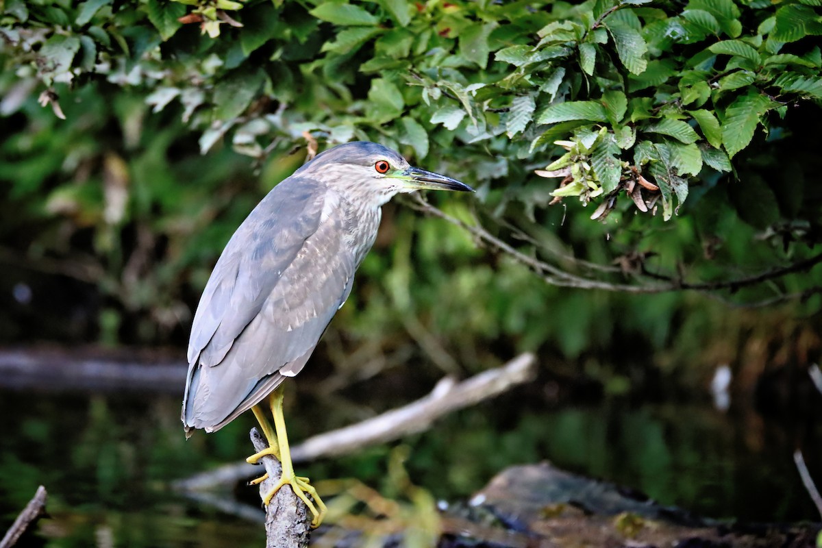 Black-crowned Night Heron - ML255847261