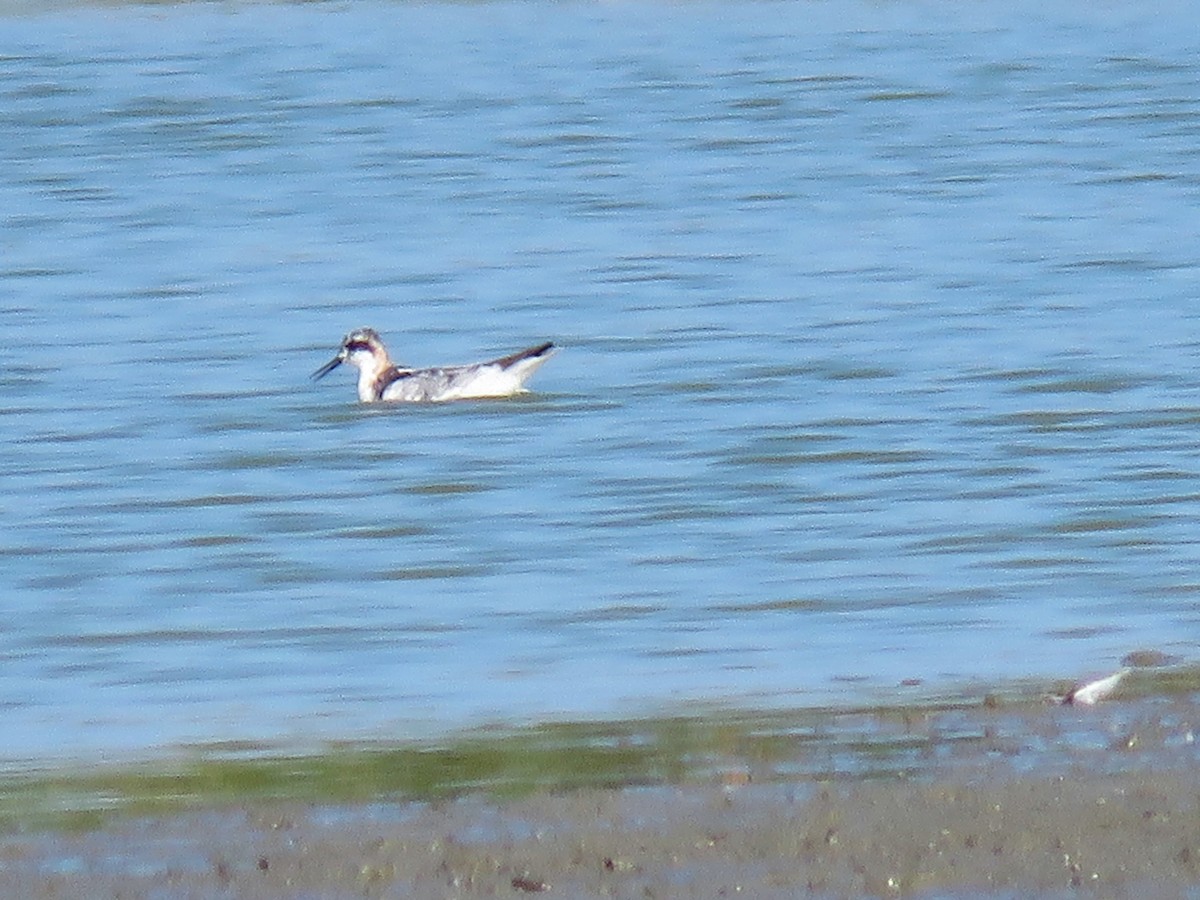 Red-necked Phalarope - ML255848001