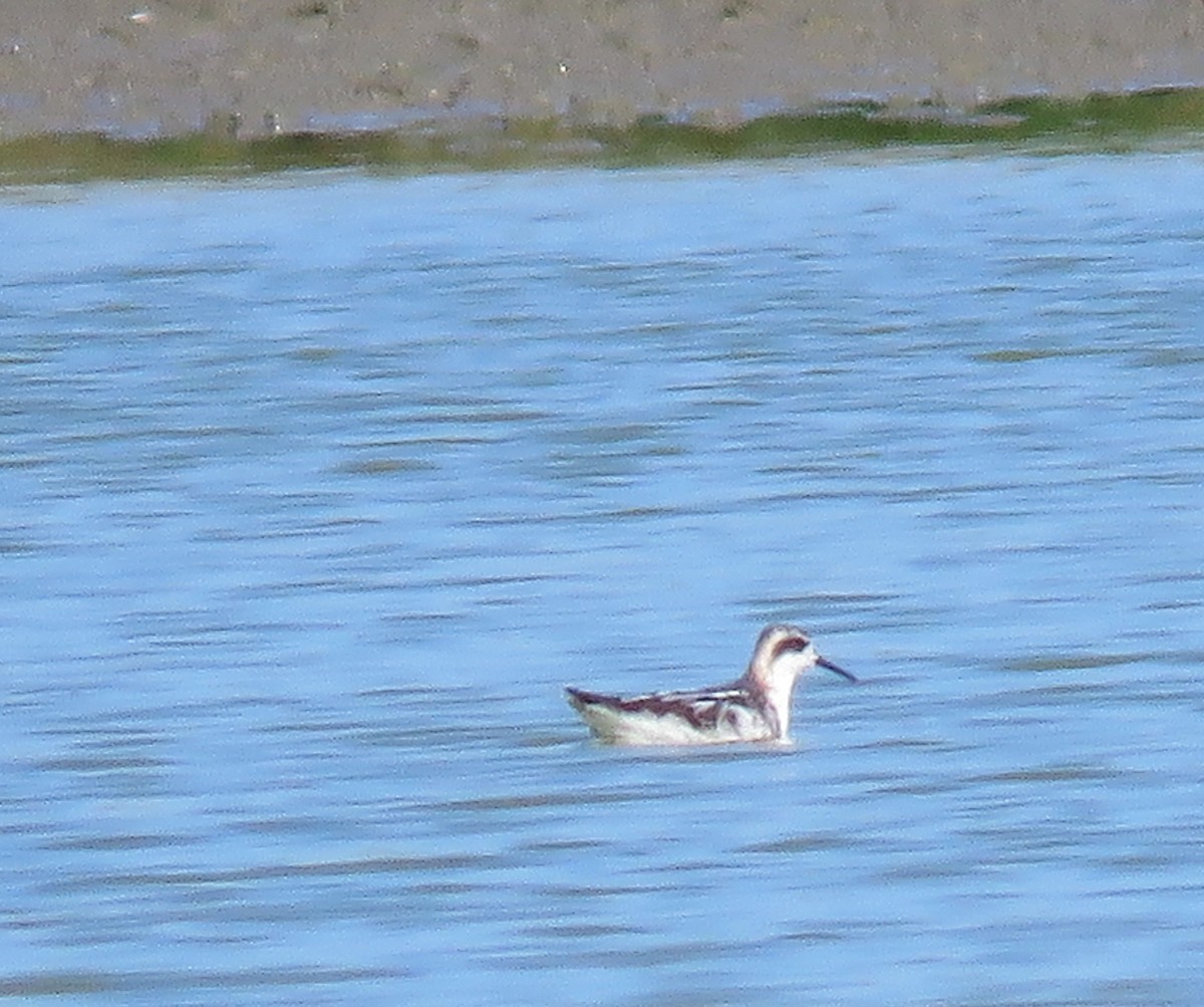 Red-necked Phalarope - ML255848011