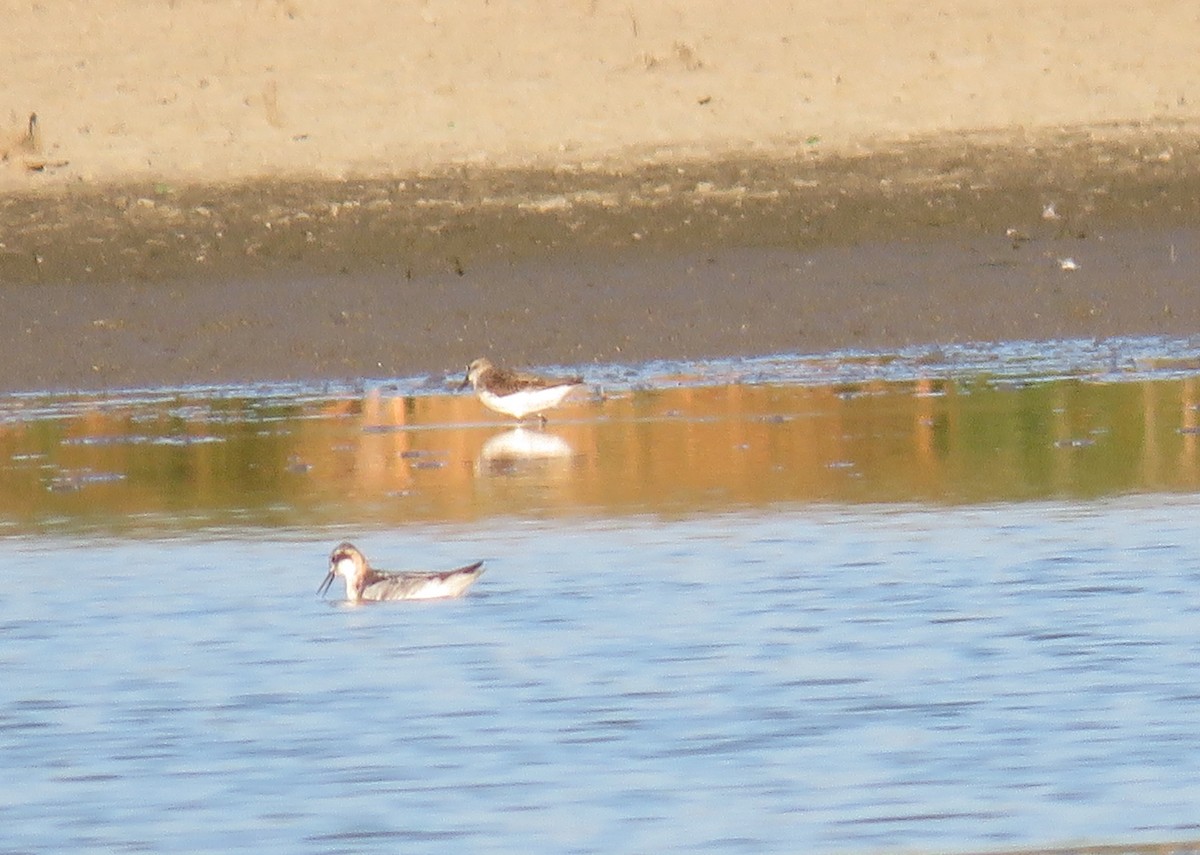 Red-necked Phalarope - Amy Didion