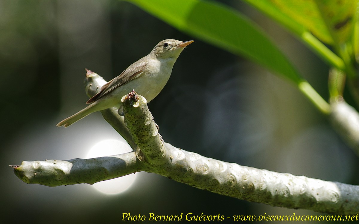 Eastern Olivaceous Warbler - Bernard Guevorts