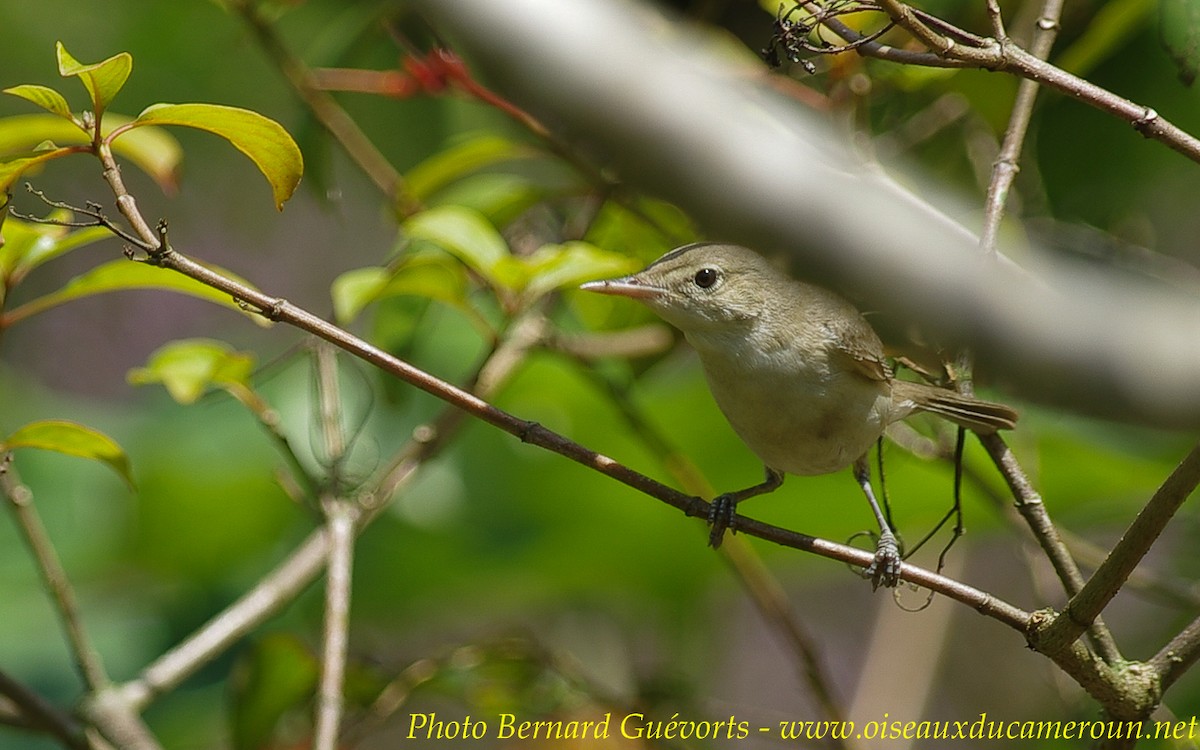 Eastern Olivaceous Warbler - Bernard Guevorts