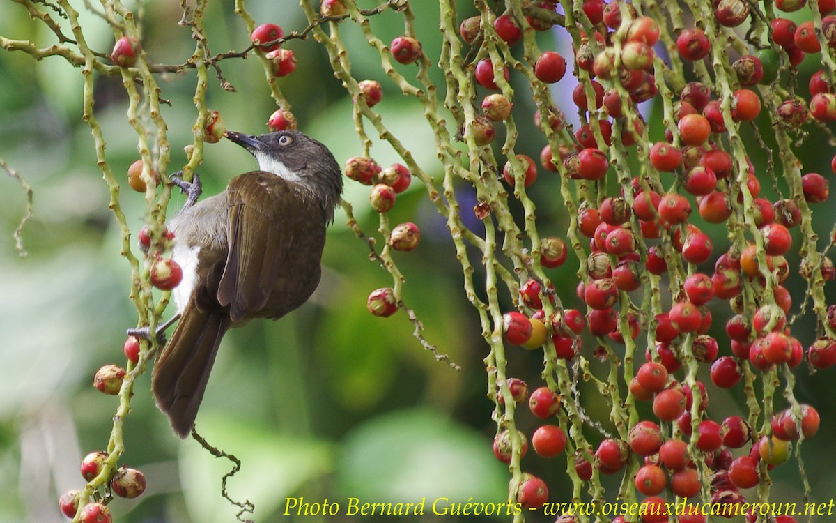 Bulbul à gorge claire - ML255849031