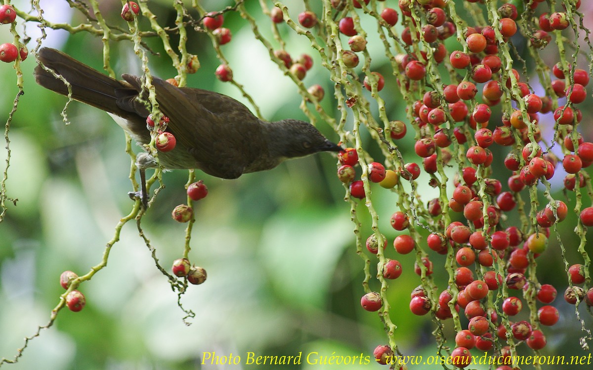 Yellow-throated Greenbul - ML255849041