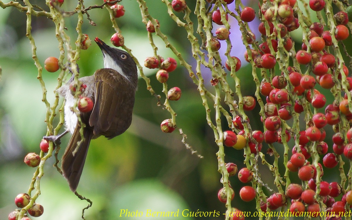 Yellow-throated Greenbul - Bernard Guevorts