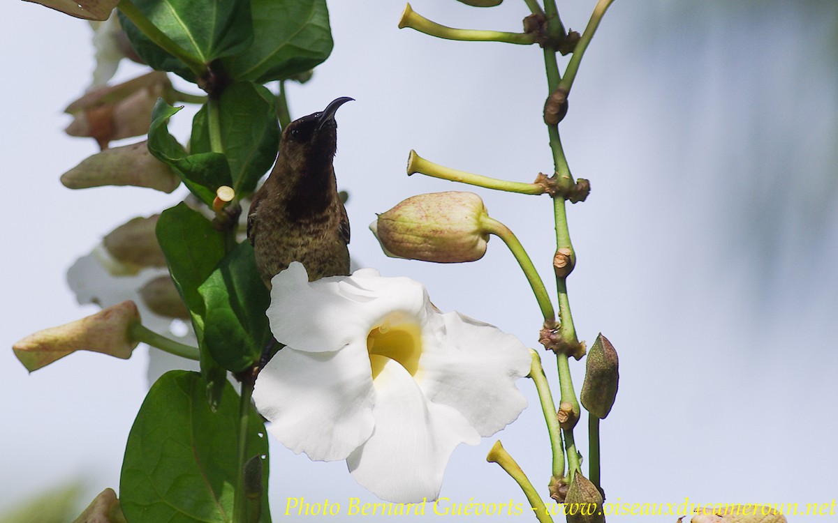 Carmelite Sunbird - Bernard Guevorts