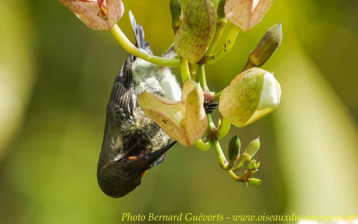 Carmelite Sunbird - Bernard Guevorts