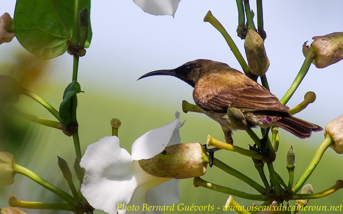 Carmelite Sunbird - Bernard Guevorts