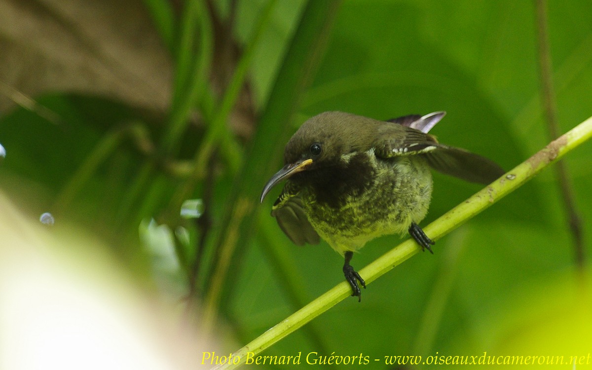 Carmelite Sunbird - Bernard Guevorts