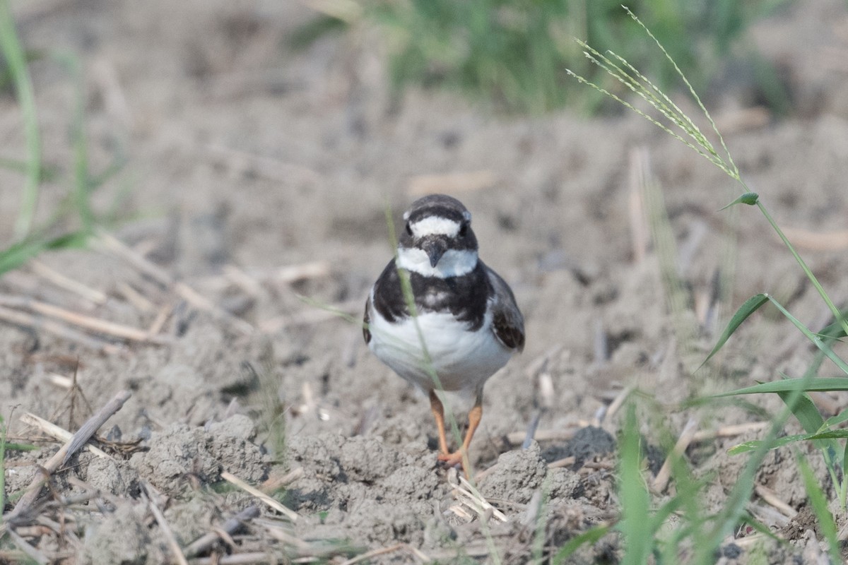 Common Ringed Plover - ML255851081