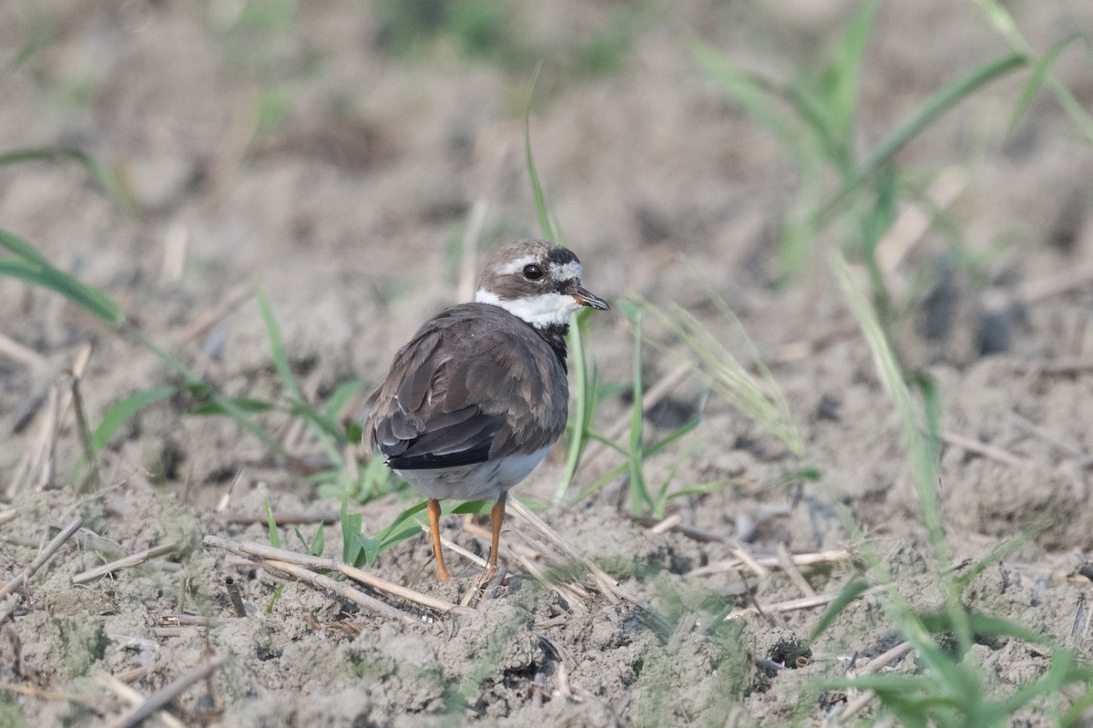 Common Ringed Plover - ML255851091