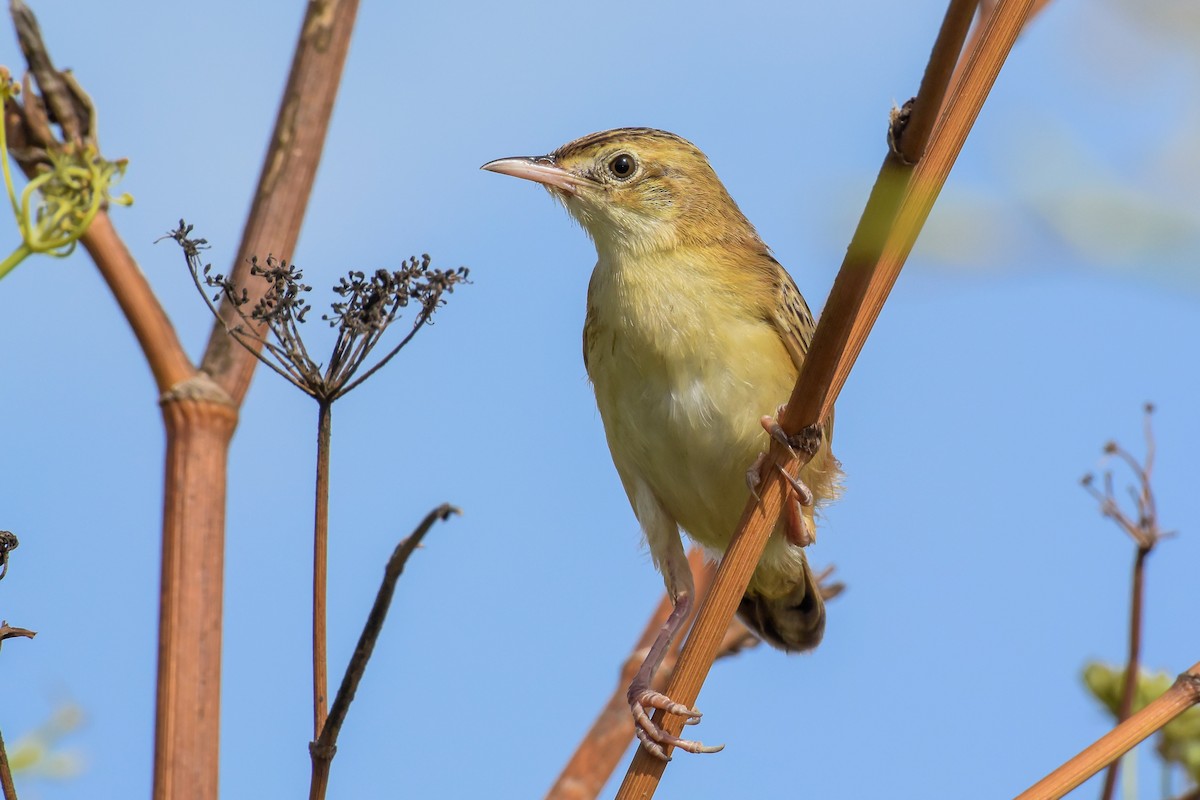 Zitting Cisticola - ML255851561