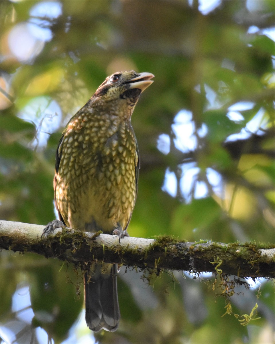 Spotted Catbird - ML255852701