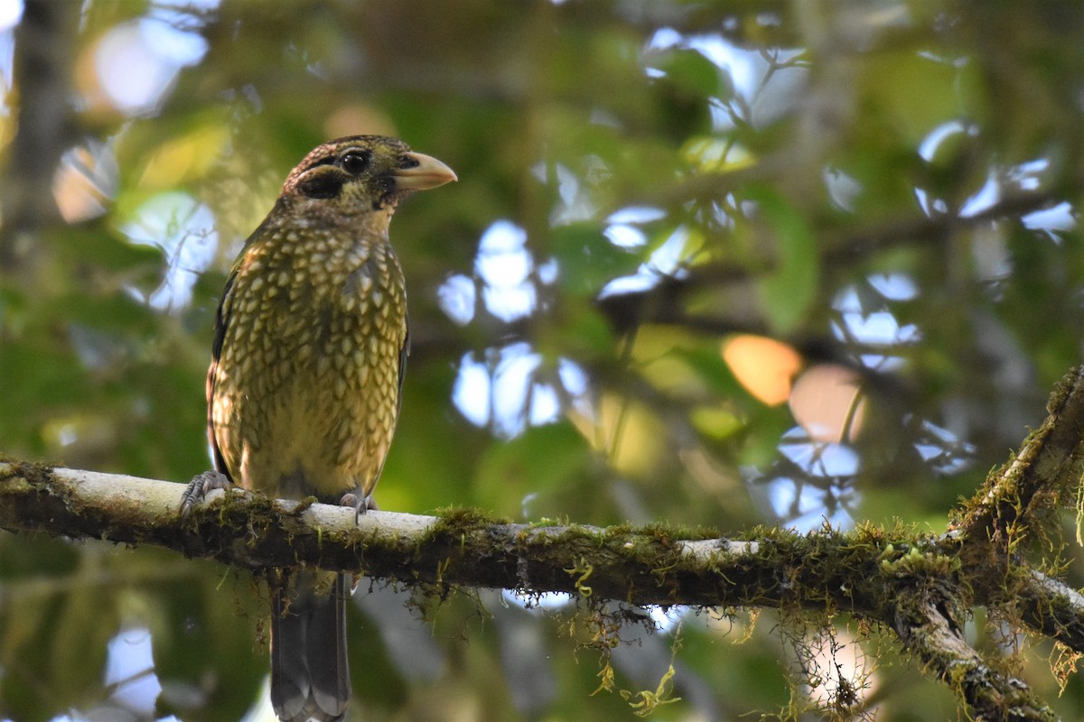 Spotted Catbird - ML255852721