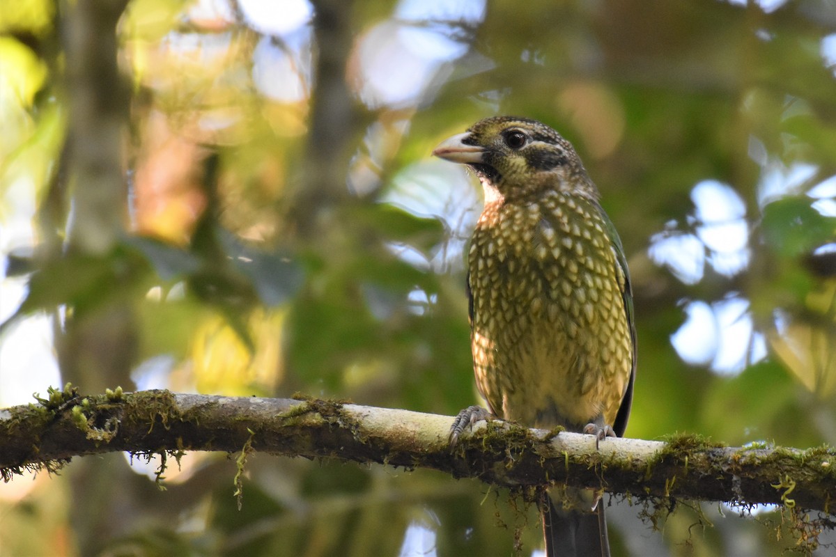 Spotted Catbird - ML255852731