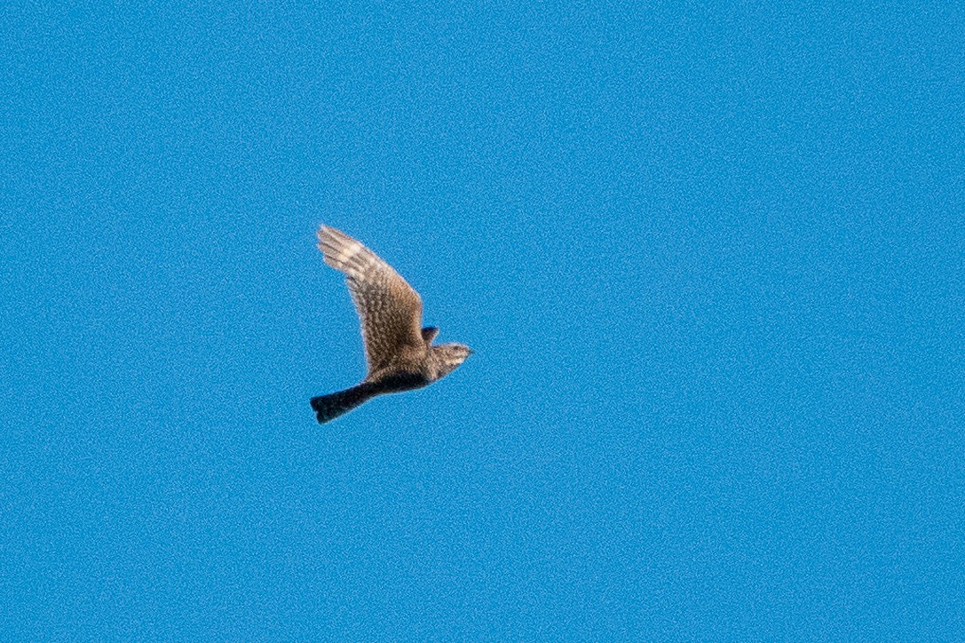 Lesser Nighthawk - Bob & Bettina Arrigoni