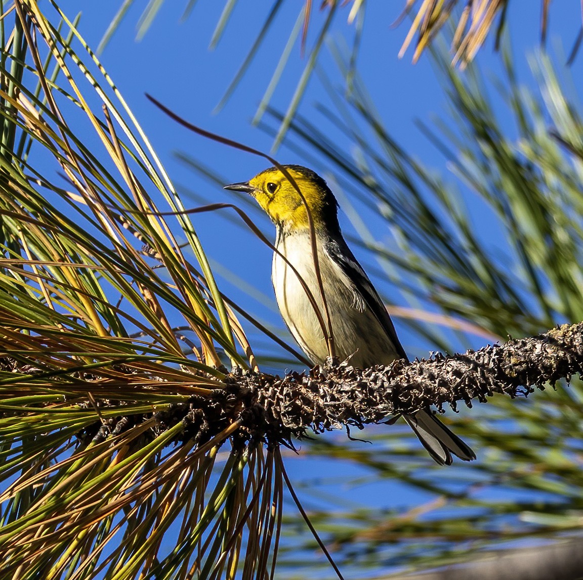 Hermit Warbler - ML255853791