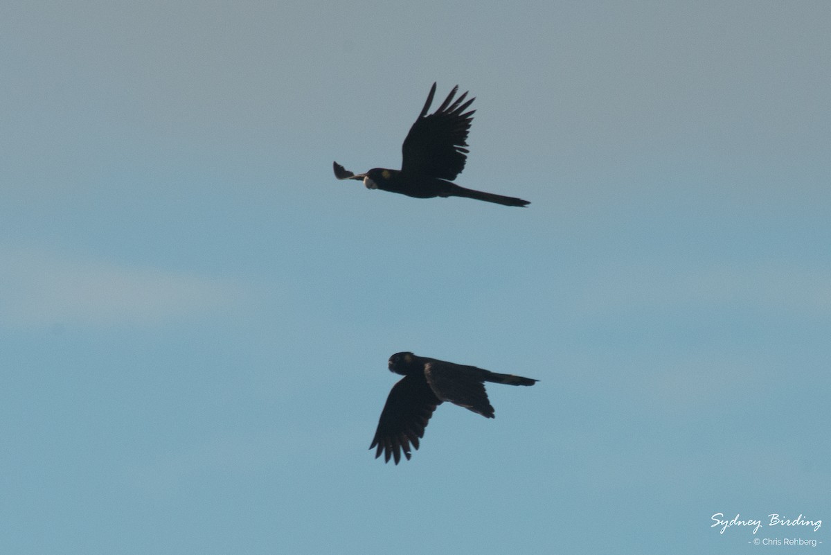 Yellow-tailed Black-Cockatoo - ML255854841