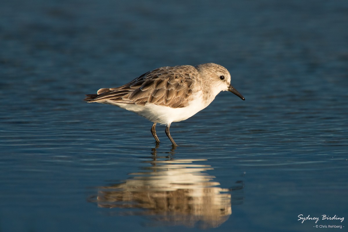 Red-necked Stint - Chris Rehberg  | Sydney Birding